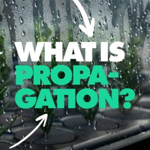 What is Propagation? A Guide to Growing Plants