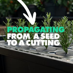 propagating seed or cutting