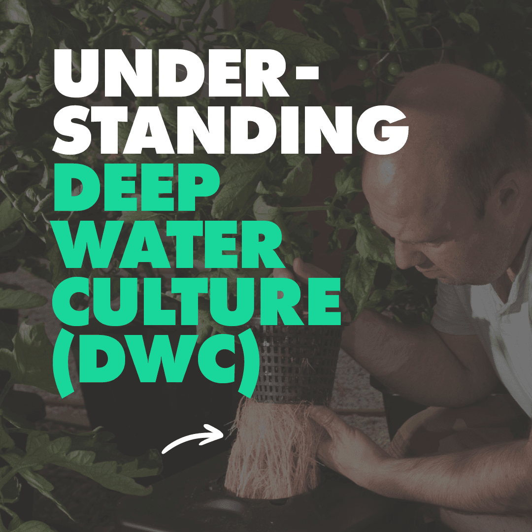 What is a Deep Water Culture System?