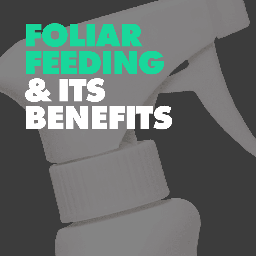 What Is Foliar Feeding?