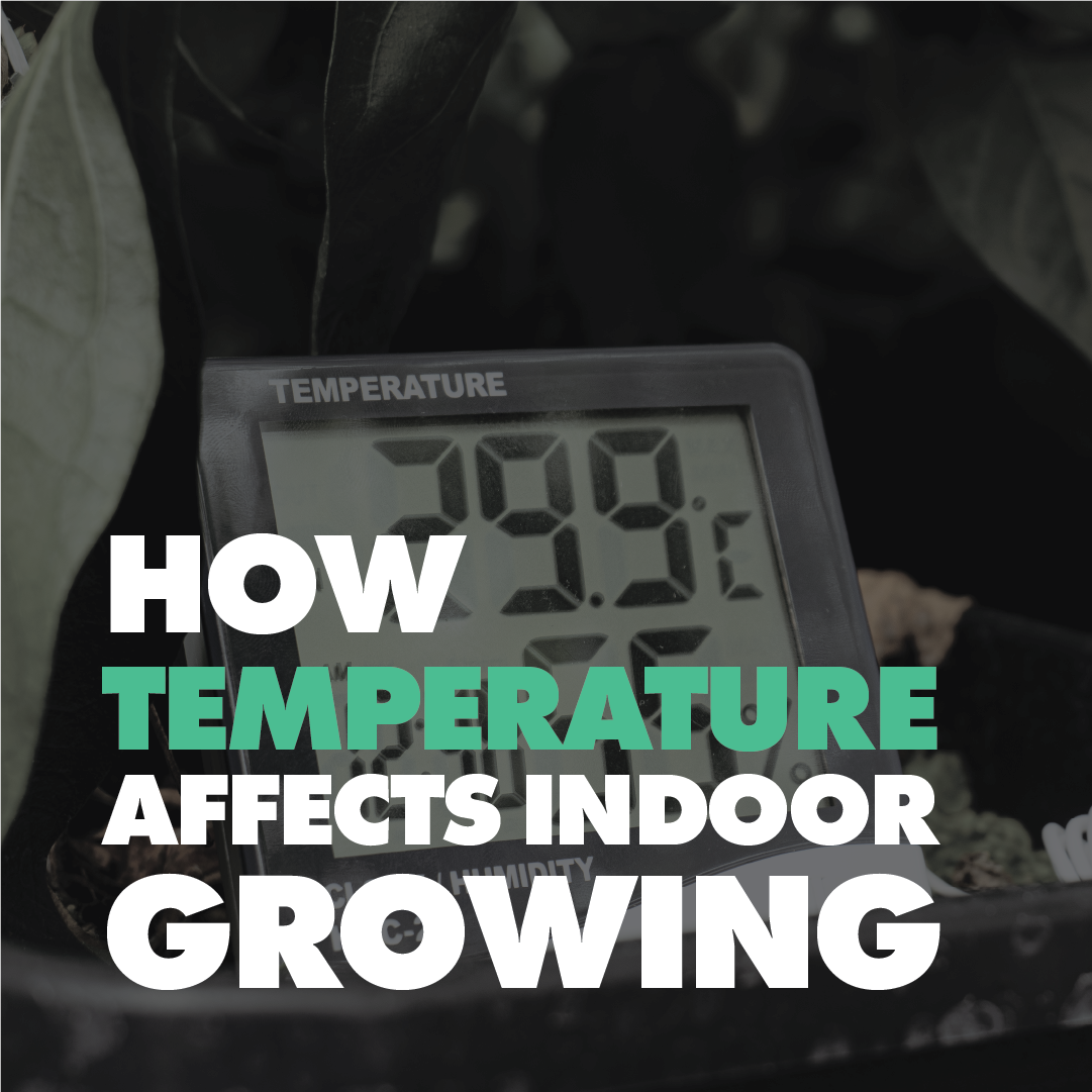 How Temperature Affects Indoor Growing