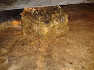 phthium - the hydroponic plague